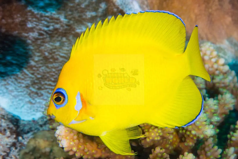 Tank Bred Lemon Peel (Centropyge flavissima) - Marine World Aquatics