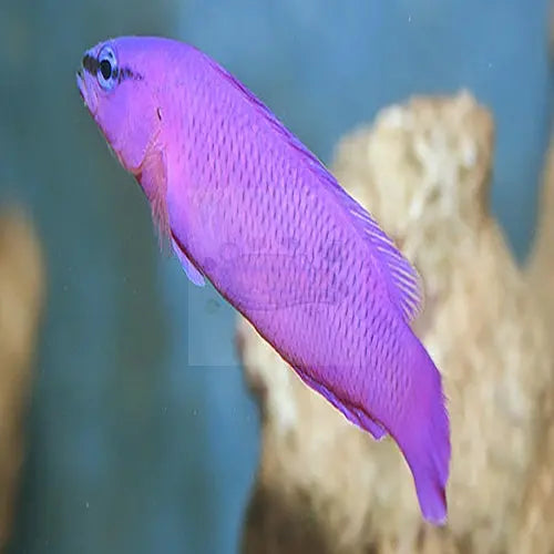 Tank Bred Orchid Pygmy Basslet (Pseudochromis fridmani) - Marine World Aquatics