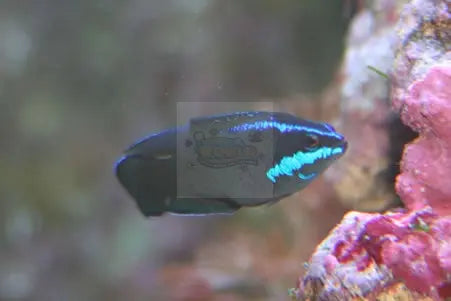 Tank Bred Pygmy Basslet - Blue Streak (Pseudochromis springeri) - Marine World Aquatics