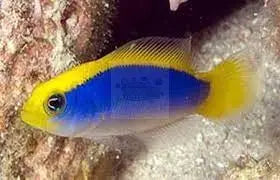 Tank Bred Pygmy Basslet - Sunrise (Pseudochromis flavivertex) - Marine World Aquatics