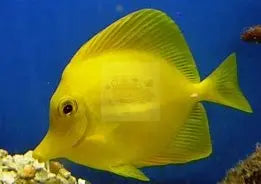 Tank Bred Yellow Tang (Zebrasoma flavescens) - Marine World Aquatics