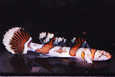 Amikami Nano Goby (Callogobius amikami)