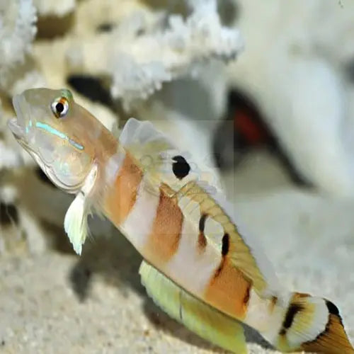 Tiger Goby (Valenciennea wardii) - Marine World Aquatics