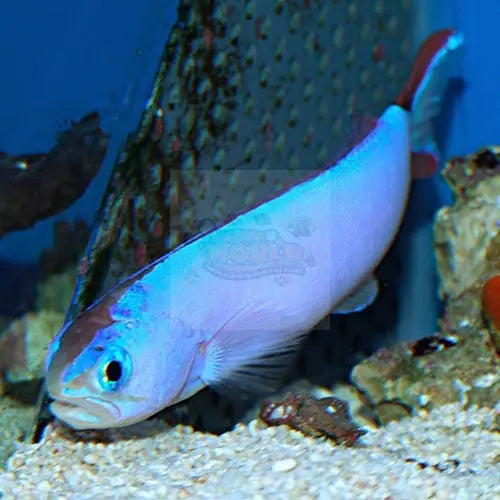 Tile Goby - Blue Flash (Hoplolatilus fronticinctus) - Marine World Aquatics