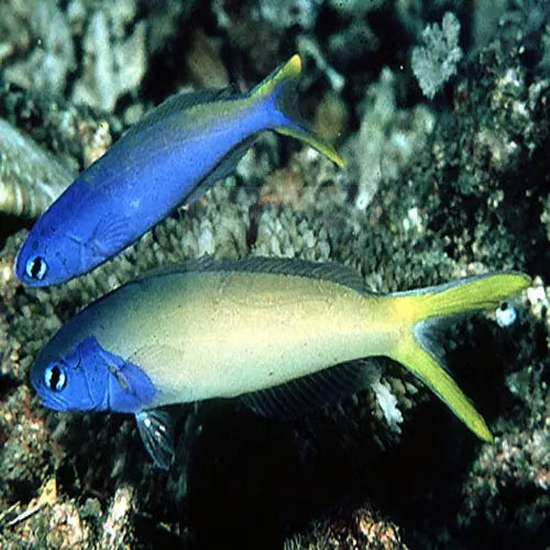 Tile Goby - Bluethroat (Hoplolatilus starcki) - Marine World Aquatics