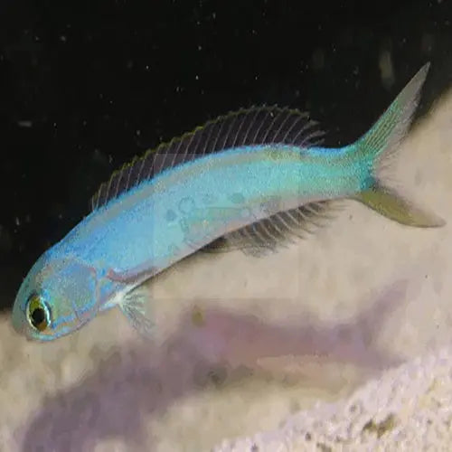 Tile Goby - Flashing (Hoplolatilus chlupatyi) - Marine World Aquatics