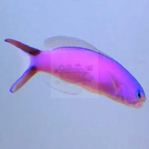 Tile Goby - Purple (Hoplolatilus purpureus) - Marine World Aquatics