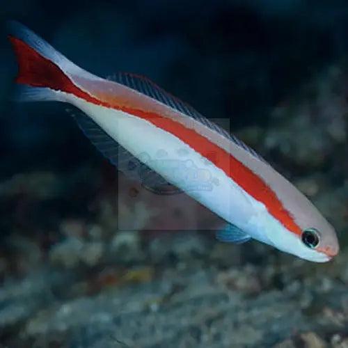 Tile Goby - Skunk (Hoplolatilus marcosi) - Marine World Aquatics