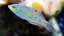 Timor Wrasse (Halichoeres timorensis) - Marine World Aquatics