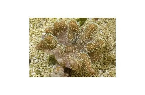 Toadstool Soft Coral Knobbly (Sacrophyton spp) - Marine World Aquatics