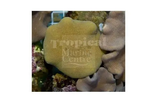 Toadstool Soft Coral Yellow (Sarcophyton spp) - Marine World Aquatics