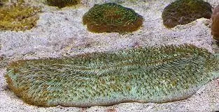 Tongue Coral (polyphyllia sp) - Marine World Aquatics