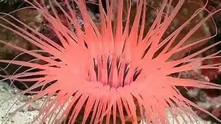 Tube Anemone-Common (Cerianthus spp) - Marine World Aquatics