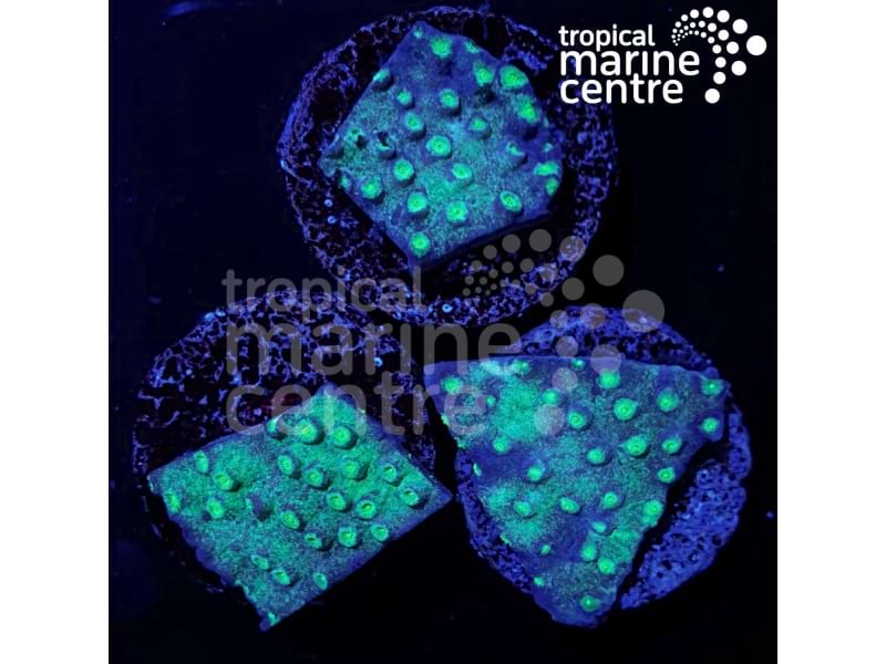 Small Turbinaria Frag (TMC) - Vibrant Colours, Intricate Patterns, Captivating Aquarium Addition