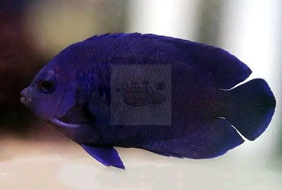 Twilight Angel (Centropyge deborae) - Marine World Aquatics