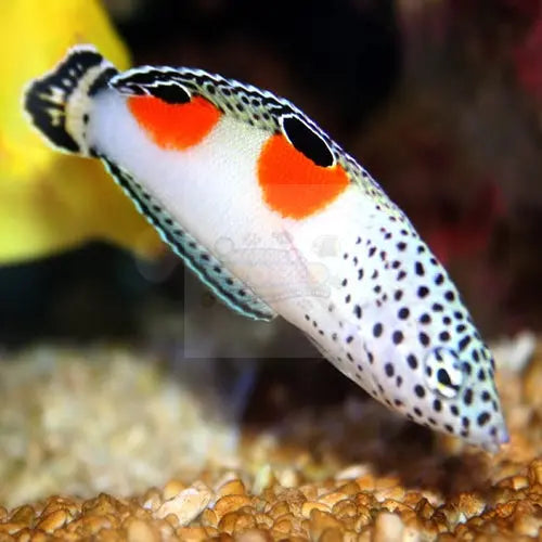 Twinspot Wrasse - Pacific (Coris aygula) - Marine World Aquatics