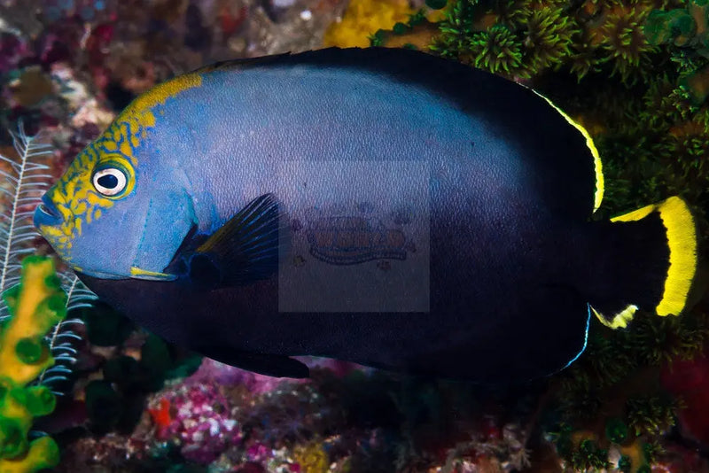 Velvet Angel (Chaetodontoplus melanosoma) - Marine World Aquatics