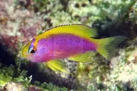 Ventralis Anthias (Pseudanthias ventralis) - Marine World Aquatics