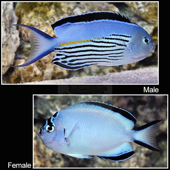 Watanabei Angel Fish - Male  (Genicanthus watanabei) - Marine World Aquatics