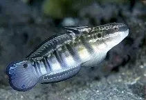 Watchman Goby - West Ind Ocean (Amblygobius phalaena) - Marine World Aquatics