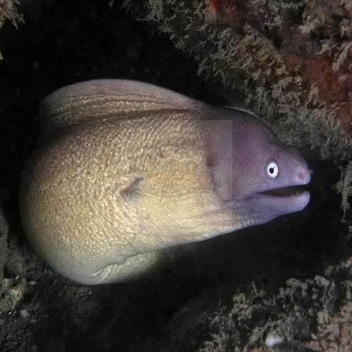 White Eye Eel (Sideria thyrsoidea) - Marine World Aquatics