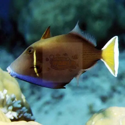 White Tail Trigger (Sufflamen chrysopterus) - Marine World Aquatics