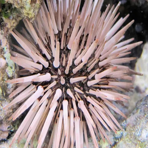 White Tip Urchin (Echinometra mathaei) - Marine World Aquatics