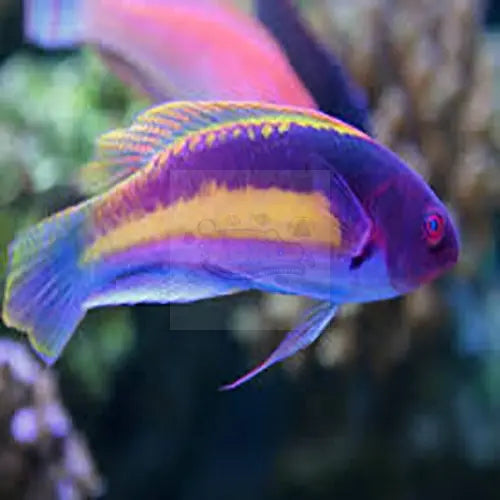 Yellow Banded Dwarf Parrot (Cirrhilabrus luteovittatus) - Marine World Aquatics