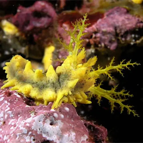 Yellow Cucumber (Colochirus robustus) - Marine World Aquatics