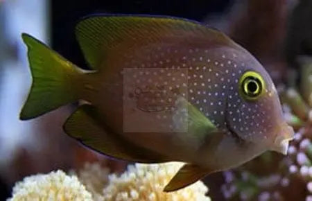 Yellow Eye Tang (Ctenochaetus strigosus) - Marine World Aquatics