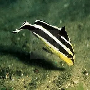 Yellow Hi-Fin Sweetlips (Plectorhinchus pictus) - Marine World Aquatics