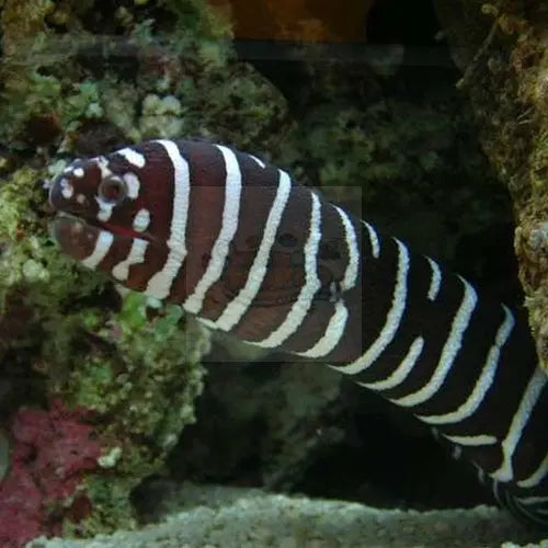 Zebra Eel (Gymnomuraena zebra) - Marine World Aquatics