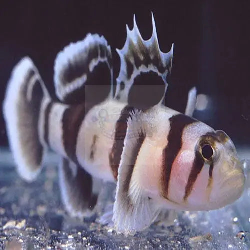 Zebra Goby (Priolepis nocturna) - Marine World Aquatics