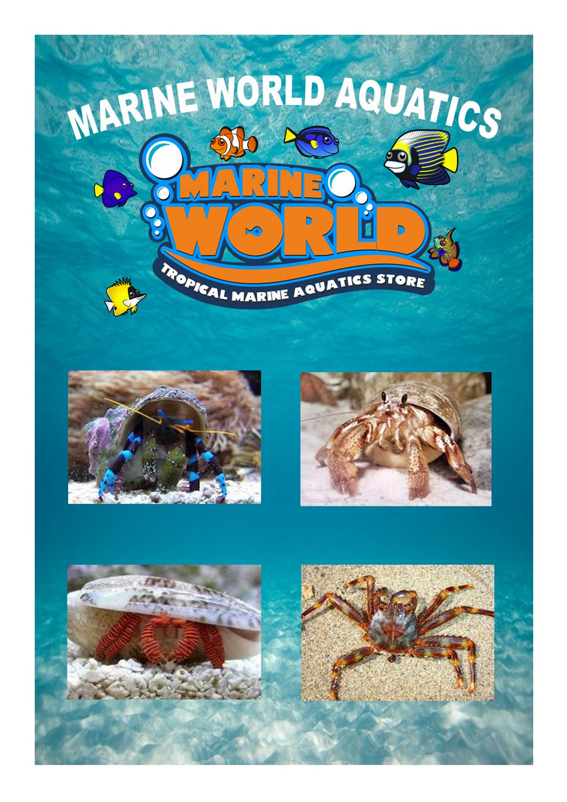 2 METALIC BLUE LEG HERMIT  10 ALGAE EATING HERMIT CRABS  2 HALOWEEN CRABS  1 SALLY LIGHTFOOT CRAB