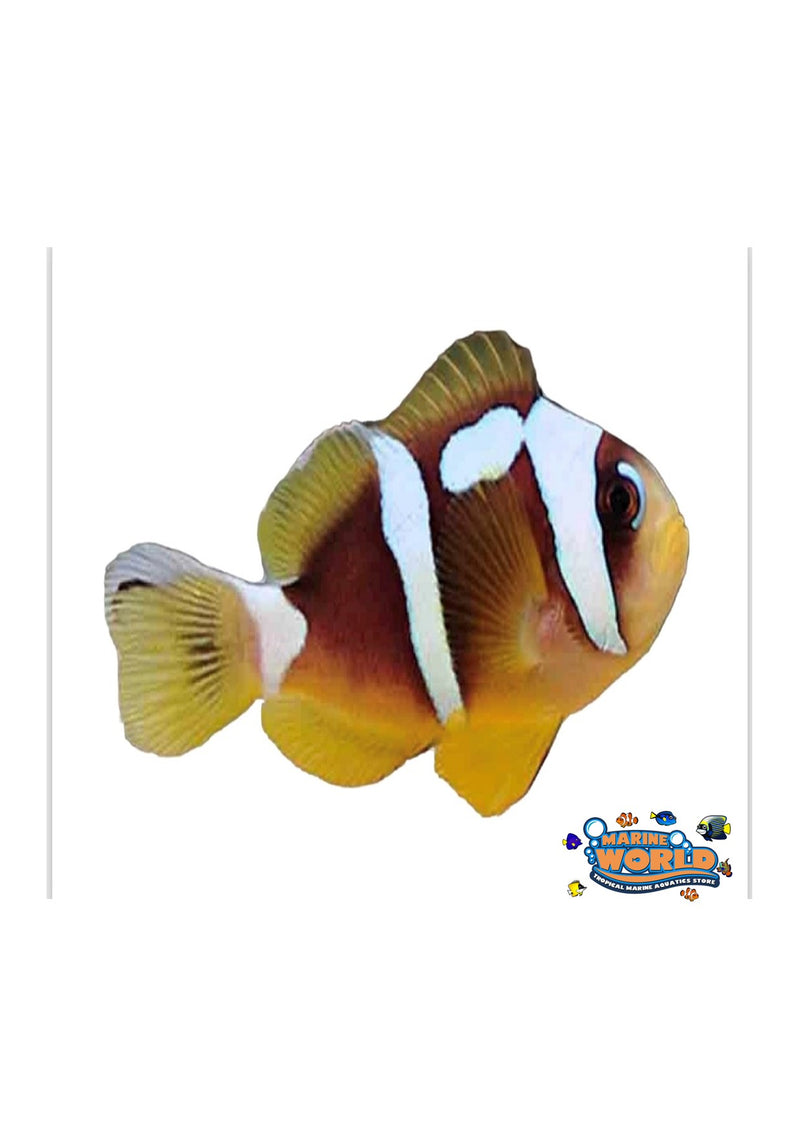 Tank Bred Clown - Clarkii Picasso Amphiprion clarkii