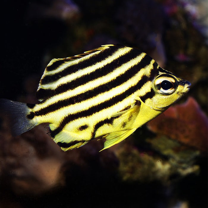 Australian Stripey Fish