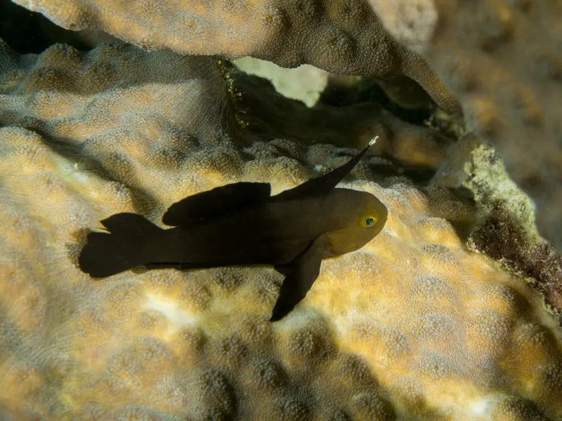 Midnight Coral Goby (Gobiodon acicularis) - Marine World Aquatics