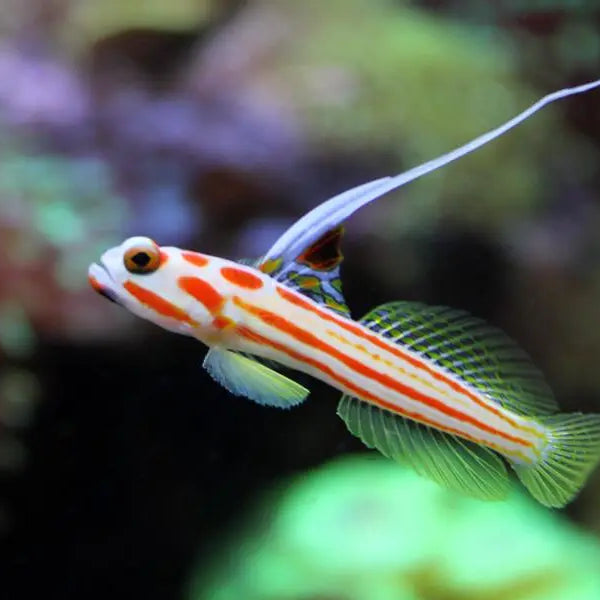 Hi Fin Banded Goby Care Deals | head.hesge.ch